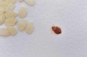 BED BUG - INSPECTION 3