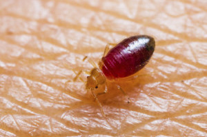 Baby bedbug