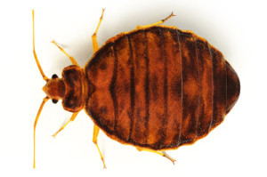 Bed Bug Close Up