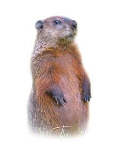 Groundhog Closup Animal Pest Control