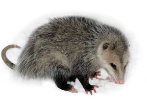 Opossum Animal Pest Control NJ