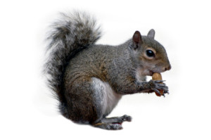 Squirrel Animal Pest Control NJ