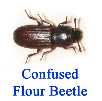 Confused Flour Beetle1 