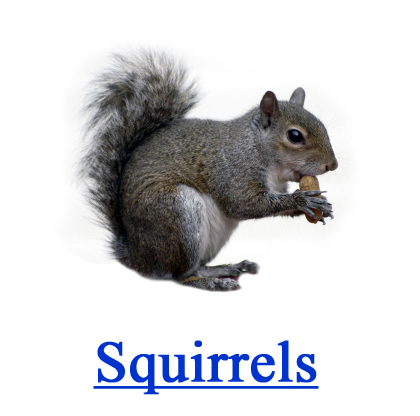 Squirrels | Paramount Exterminating