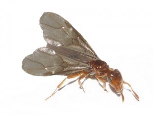 Flying Ant - Reproductive Ant