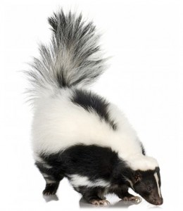 skunk enemies