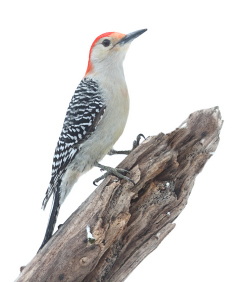 woodpecker types
