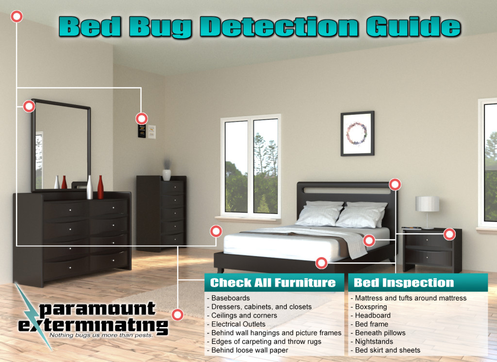 Bed Bug Detection Guide