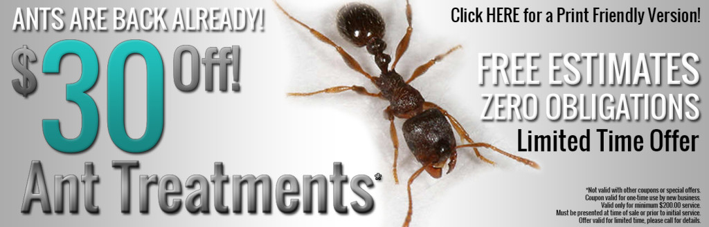 ANT PEST CONTROL SPECIAL OFFER